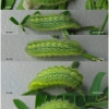 pol daphnis larva5 volg